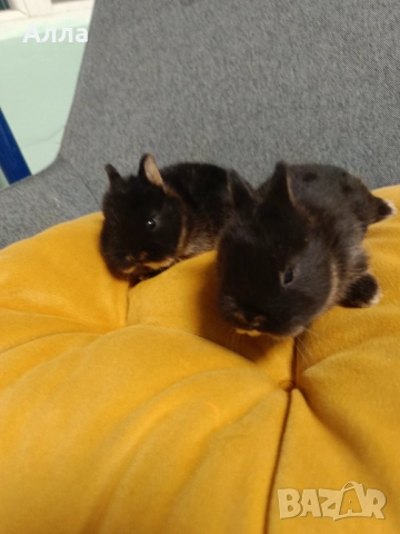 Декоративно зайче Холандско джудже, снимка 5 - Декоративни зайчета - 52528106