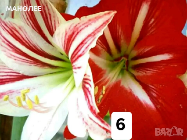 Саксийни цветя - 8 вида 3 НЕЗАСАДЕНИ КОРЕНА В ЕДИН ПАКЕТ /видове по избор/ ЗА 20 ЛВ. / 10,23 € ., снимка 7 - Градински цветя и растения - 52047799