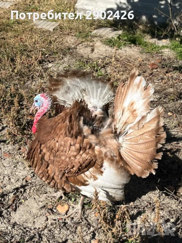 Продавам пуйки и пуяци, снимка 4 - Кокошки и пуйки - 50515456