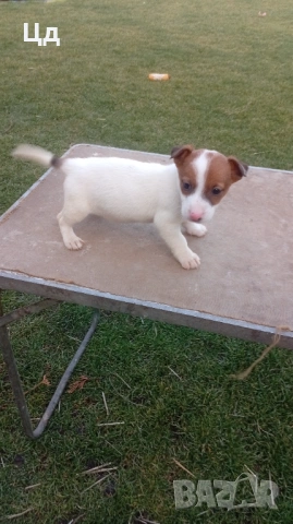 Джак ръсел териер , снимка 3 - Джак ръсел териер - 53529762