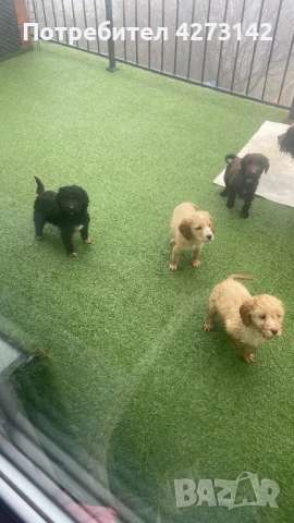 Кокер+ лагото, снимка 2 - Кокер шпаньол - 53256978