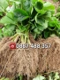 Продавам качествен разсад ягоди тел 0887 488 357 , снимка 2