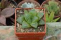 Хавортия (Haworthia mutica), снимка 1 - Стайни растения - 37398412