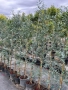 Евкалипт Студоустойчив , снимка 3