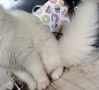 Персийска чинчила, снежно бяла, 5 мес., снимка 8