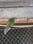 папагали малък Александър розела, снимка 8