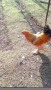 Петли колумбийска брама, снимка 1 - Кокошки и пуйки - 44847923