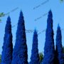 100 бр. семена кипарис синя елха бор сини иглолистни кипарисови дървета бонсай екзотични за градина , снимка 9