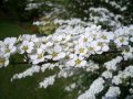 Спирея Тунберги, SPIRAEA THUNBERGII , снимка 1 - Градински цветя и растения - 39701494