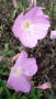 Йонотера, снимка 1 - Градински цветя и растения - 35327256