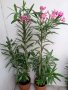 Зокуми розов, жълт, снимка 1 - Градински цветя и растения - 36886911
