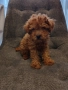 Мини Пудел, снимка 2