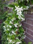 Звездовиден жасмин, снимка 2