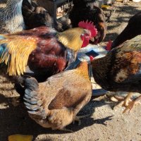 Сребърни и червени катунски пилета, снимка 6 - Кокошки и пуйки - 41455038