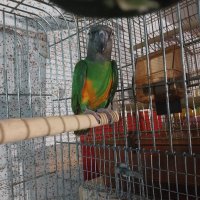 Сенегалски папагали чифт , снимка 2 - Папагали - 43090238