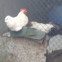 Продавам млади петли, снимка 7 - Кокошки и пуйки - 43003394