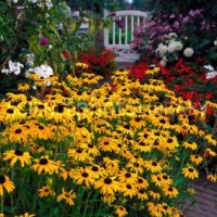 Рудбекия, студоустойчива, снимка 1 - Градински цветя и растения - 39435238