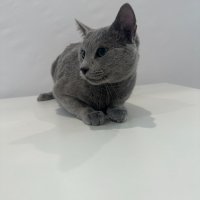 Продавам родословни котета - руска синя, снимка 5 - Руска синя котка - 42625659