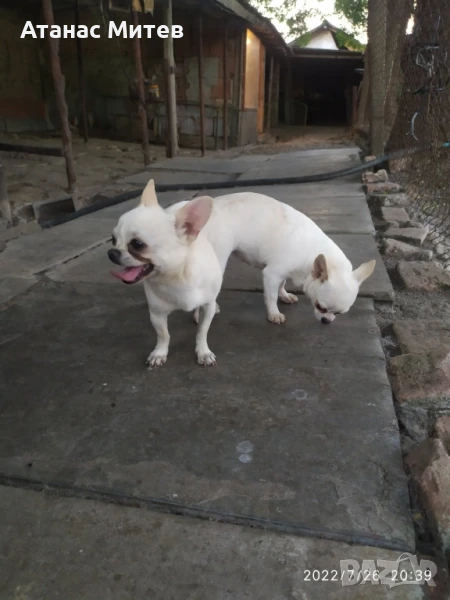 Продавам женско чихуахуа, снимка 1