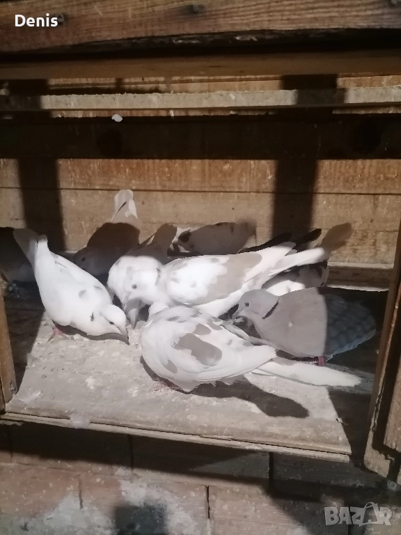 Гугутки смеещисе , снимка 1