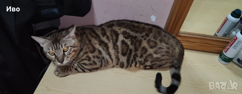 Бенгалска котка, снимка 1