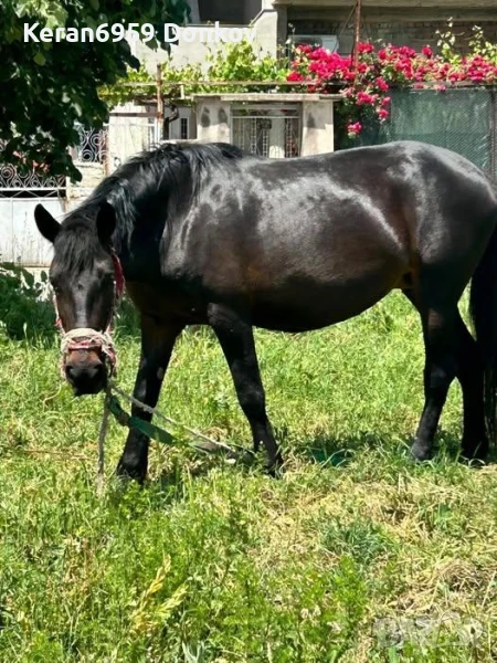 Продава се женска кобила Много кротка и културна, снимка 1