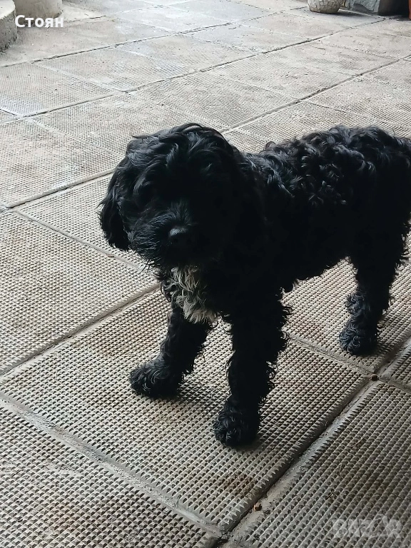 Кавапу, снимка 1