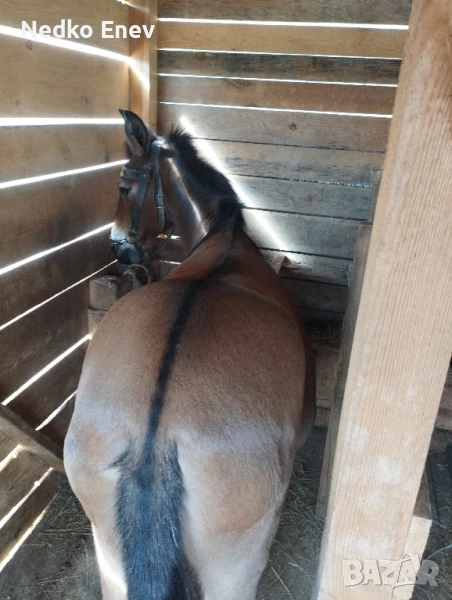 продавам муле за цената от 2500 лв може и бартер, снимка 1