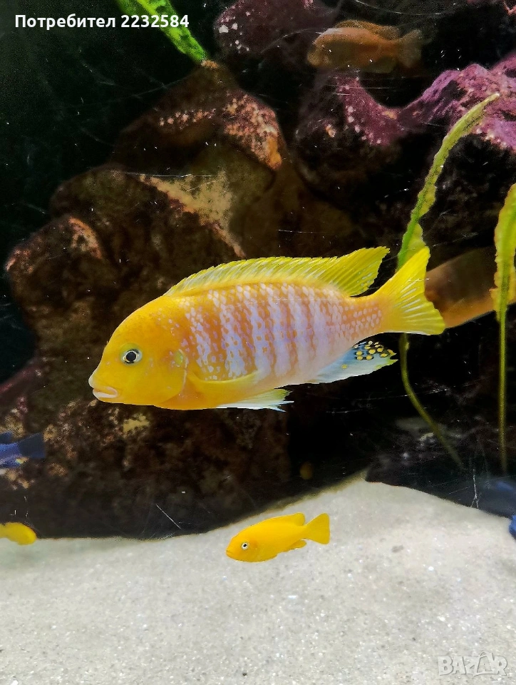 Рибки Африкански цихлиди , снимка 1