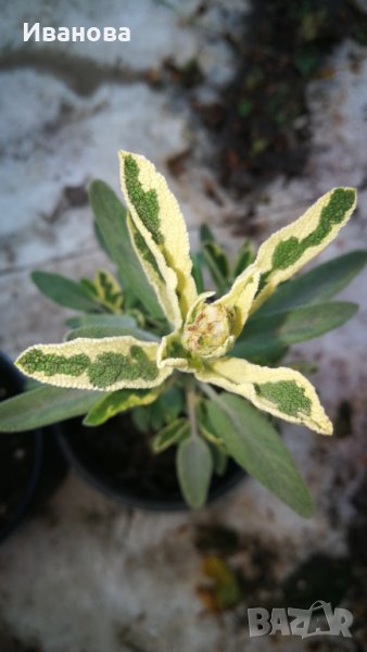 Пъстролистна салвия, снимка 1