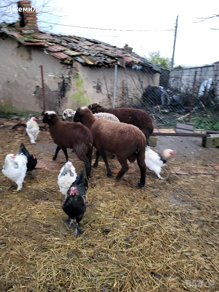 кочове шилета овце брами, снимка 1