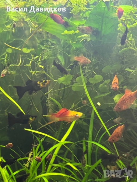 Хелер , Молинезия , Плата , Гупа , Комети, снимка 1