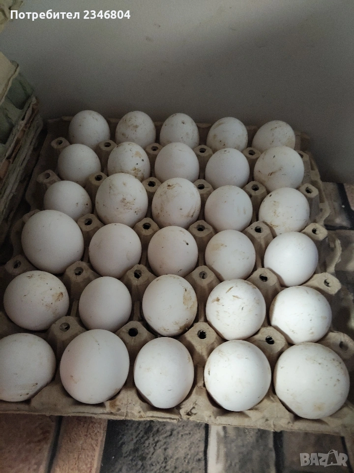 записвам за пиленца бял легхорн , снимка 1