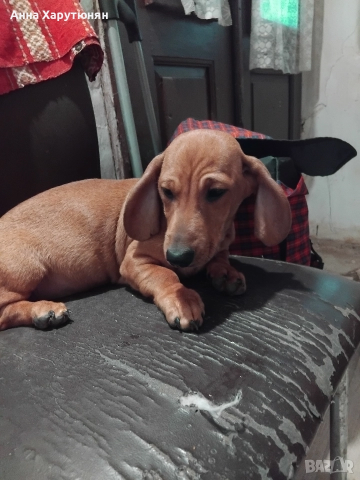 Продавам две мъжки дакелчета , снимка 1