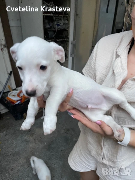 Кученца - Джак Ръсел , снимка 1