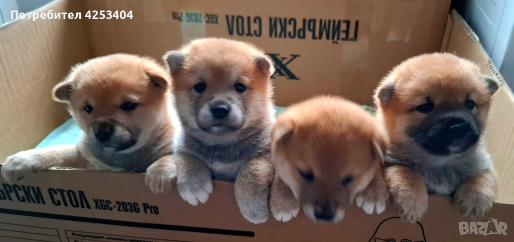 Шиба Ину на един месец, снимка 1