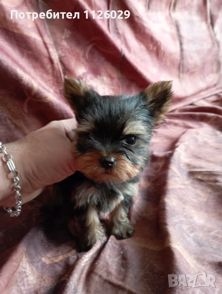 Мини йоркита на 2 месеца , снимка 1