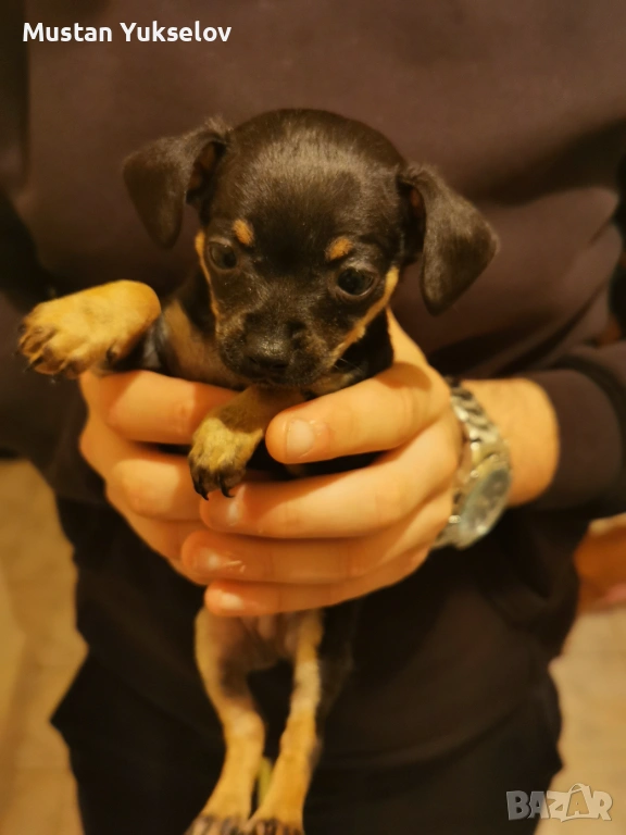 Pincer пинчерчета, снимка 1