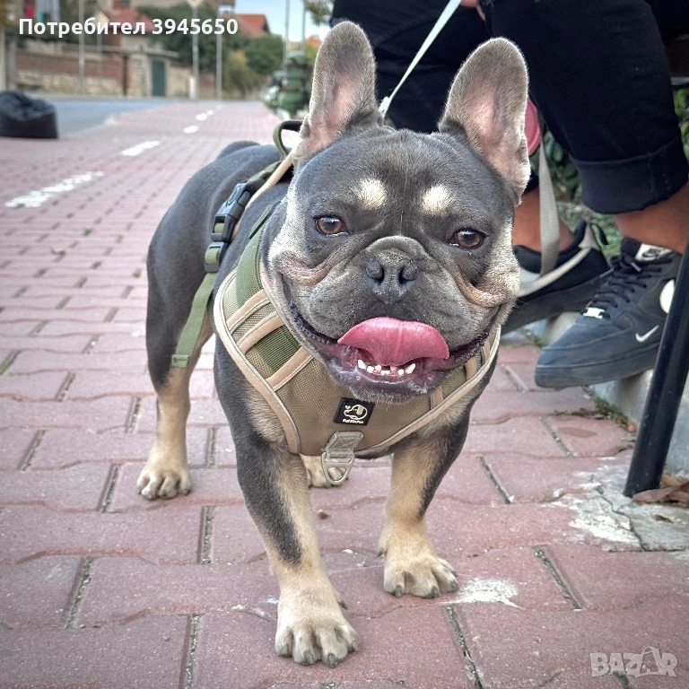 Мъжки френски булдог , снимка 1
