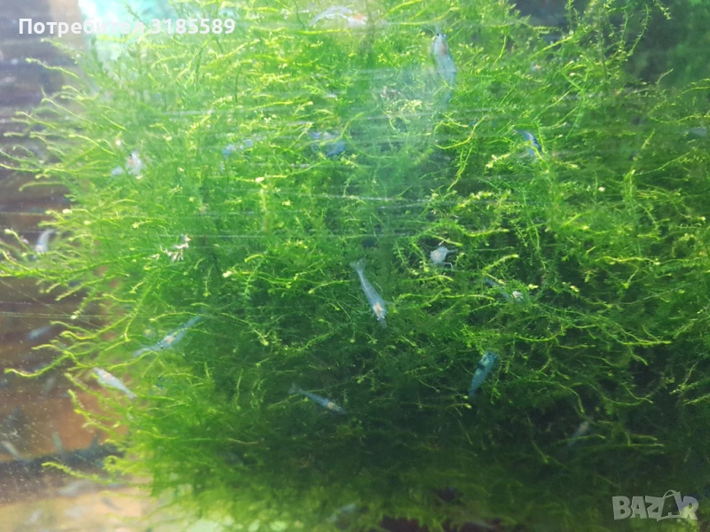 НАЛИЧНИ сини скариди, снимка 1