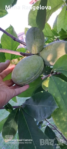 Асимина трилоба, снимка 1