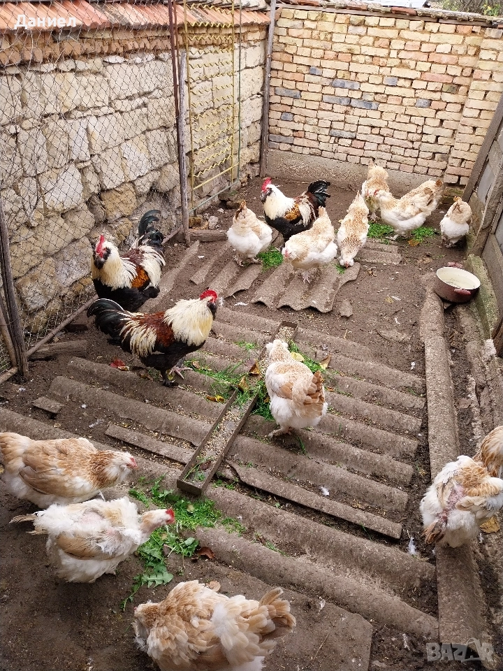 Фаверол, снимка 1