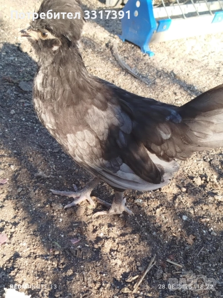 две декоративни кокошки струмски бантам по 25 лв, снимка 1