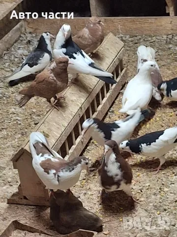 пазарджишки високолетачи със добри постижения , снимка 17 - Гълъби - 49029534