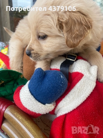 Голдън ретривър  златисто момченце, снимка 3 - Голдън ретривър - 52823551
