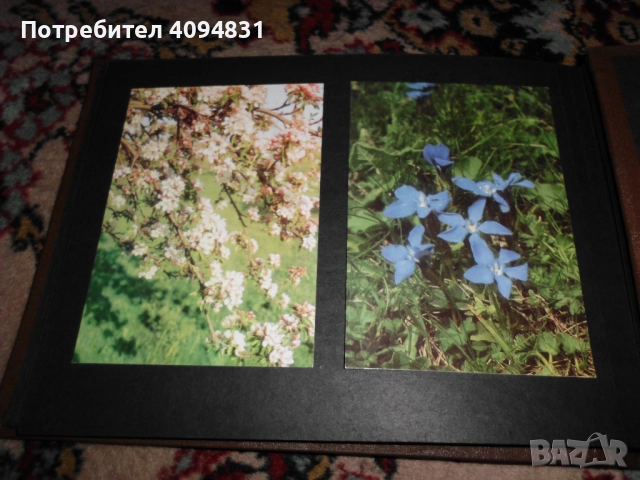 Стари албуми 2бр. с Пощенски картички / Цветя, снимка 4 - Колекции - 52099682