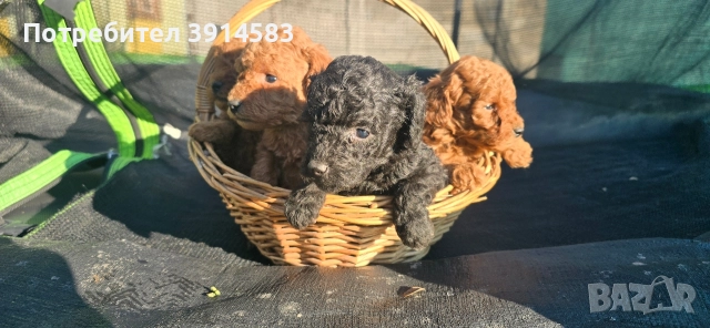 Той пудели родени на 27 ноември , снимка 2 - Пудели - 52911985