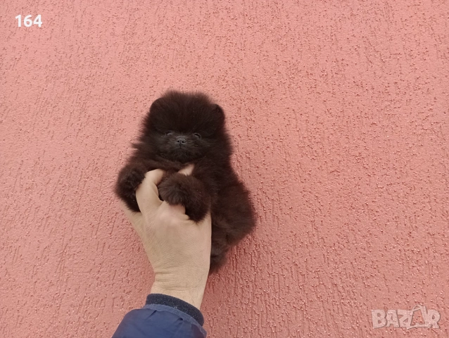 Мъжки шоколадов Померан. Реални снимки от 02.02.26 г., снимка 4 - Померан - 53316013