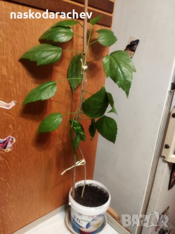 Китайски рози цвят розов кичест пълен, снимка 5 - Стайни растения - 35880133