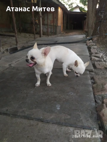 Продавам женско чихуахуа, снимка 1